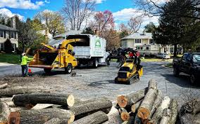 Best Tree Trimming and Pruning  in Salida, CO